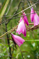 Dierama pulcherrimum