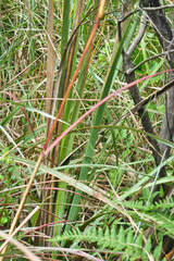 Dierama pulcherrimum