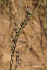 Bupleurum affine
