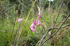 Dierama pulcherrimum
