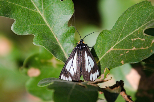 Police Car Moth photo 5