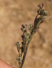 Bupleurum affine