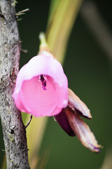 Dierama pulcherrimum