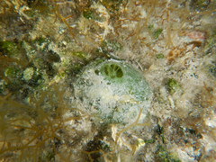 Smenospongia conulosa