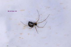 Microlinyphia mandibulata