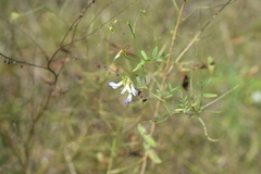 Vicia biennis
