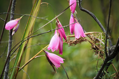Dierama pulcherrimum