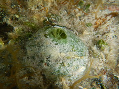 Smenospongia conulosa