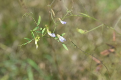 Vicia biennis