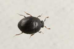 Chaetabraeus globulus