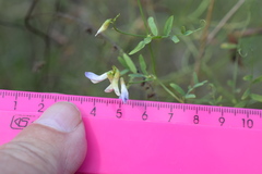 Vicia biennis