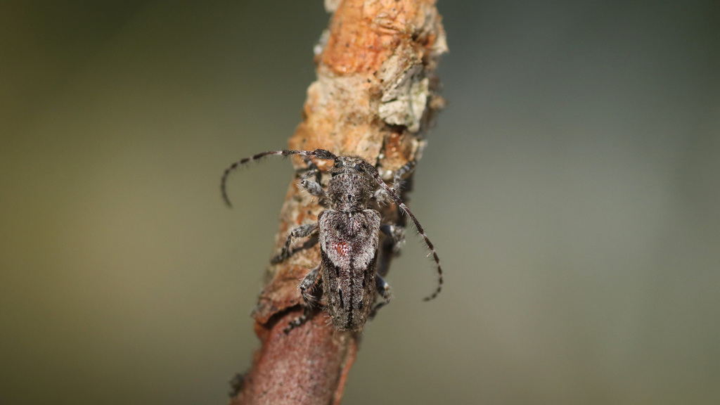 Pogonocherus caroli