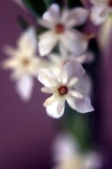Struthiola myrsinites