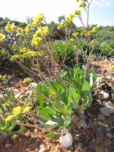 Scaly Babooncabbage (Othonna lepidocaulis)