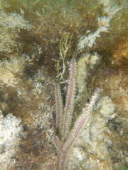 Pterogorgia anceps
