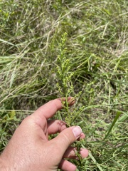 Solidago speciosa rigidiuscula