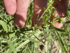 Solidago speciosa rigidiuscula