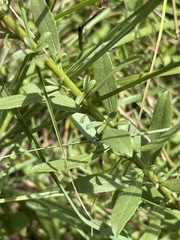 Solidago speciosa rigidiuscula