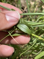 Solidago speciosa rigidiuscula