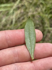 Solidago speciosa rigidiuscula