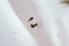 Microlinyphia mandibulata