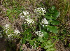 Gingidia montana