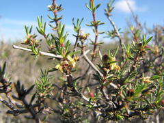 Nenax arenicola