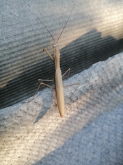 Mantis religiosa