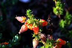 Erica blenna grandiflora
