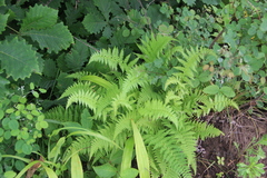 Athyrium yokoscense