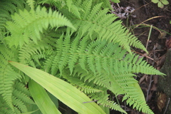 Athyrium yokoscense