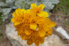Jacobaea incana