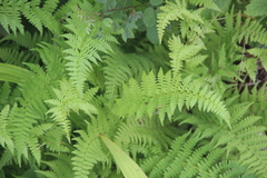 Athyrium yokoscense