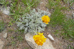 Jacobaea incana