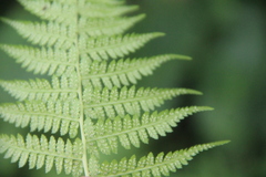 Athyrium yokoscense