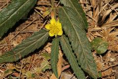 Corchorus asplenifolius