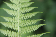 Athyrium yokoscense