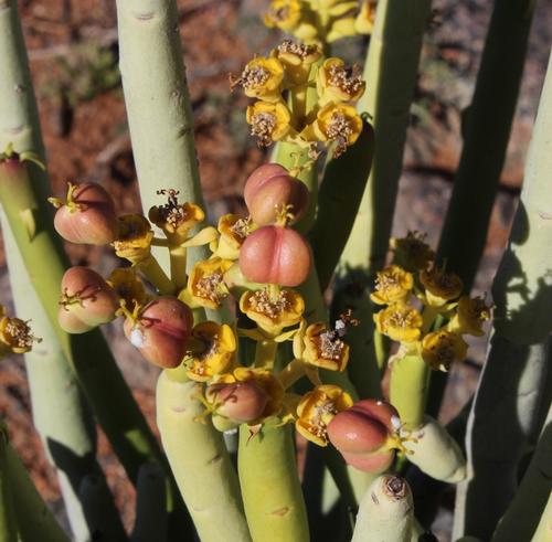 Euphorbia stolonifera
