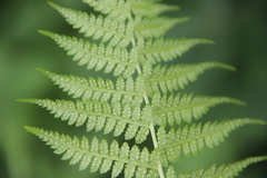 Athyrium yokoscense