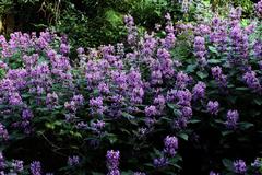 Hypoestes