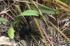 Canthon pilularius