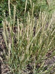 Sporobolus alopecuroides