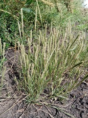 Sporobolus alopecuroides