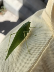 Microcentrum rhombifolium