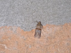 Trachonitis cristella