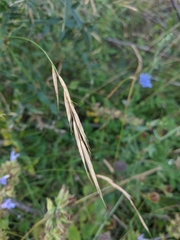 Brachypodium pinnatum