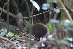 Hypsiprymnodon moschatus