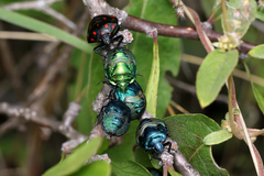 Pachycoris klugii