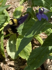 Bombus fervidus