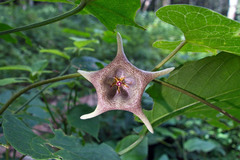 Dictyanthus tigrinus